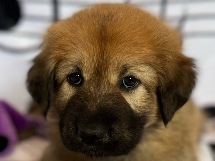 chinook puppy